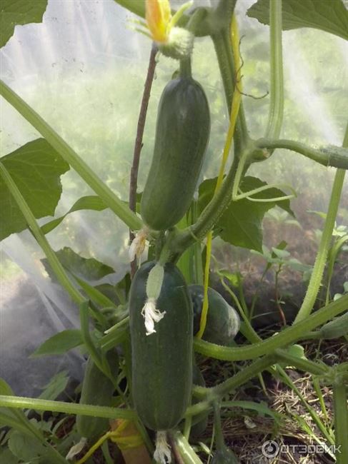 Отзыв о Семена огурца Поиск «Веер F1» | Отличный вкус и самый ранний урожай в этом году!