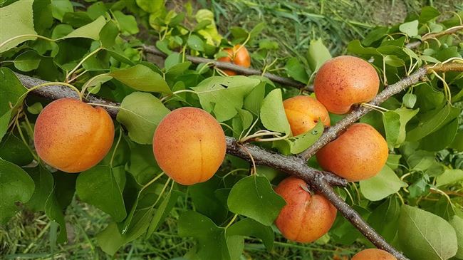 Посадка абрикосовового саженца в средней полосе России