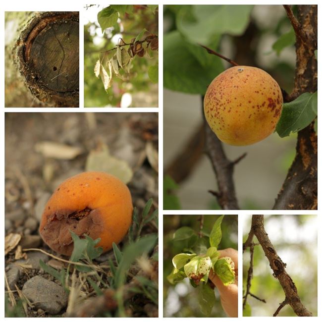 Болезни листьев абрикоса и их лечение