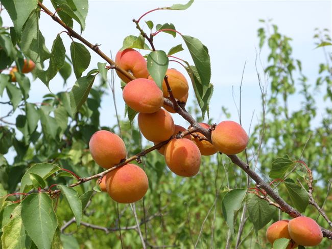 Описание и характеристики сорта абрикоса Академик, посадка, выращивание и уход