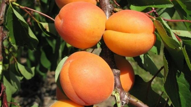Пошаговая посадка абрикоса