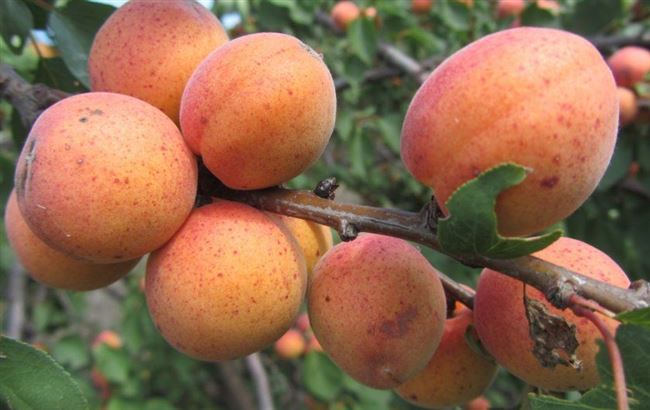 Описание и характеристика плодов и дерева 