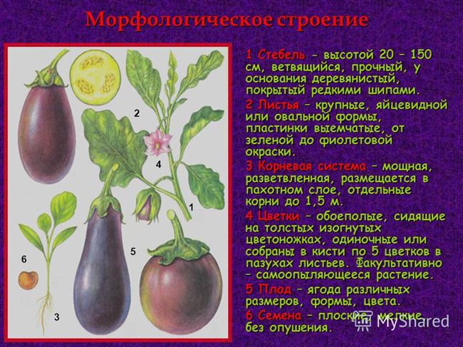 Ботанические особенности и описание