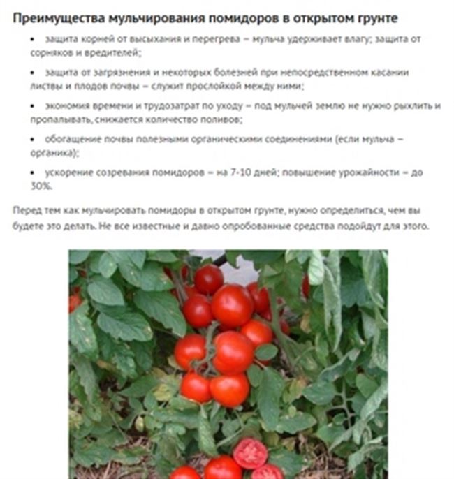 
                            Мульчирование томатов в открытом грунте
                    