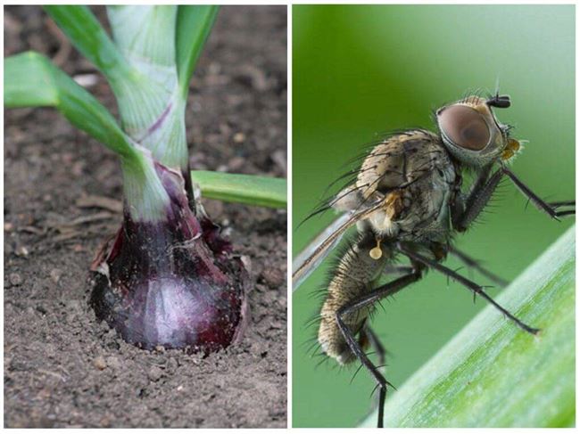 Химические инсектициды для борьбы с вредителями лука и чеснока