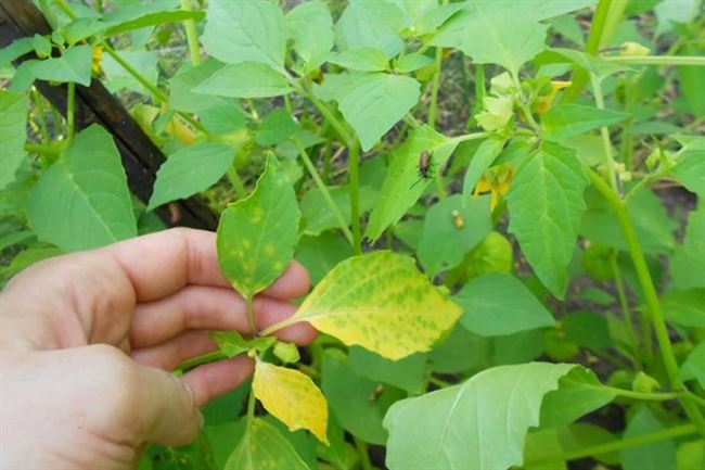 Какие бывают болезни и вредители у физалиса, почему желтеет листья растение и их лечение