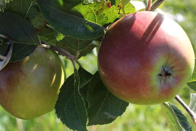 
Сорт яблок Титовка. Описание и характеристика

