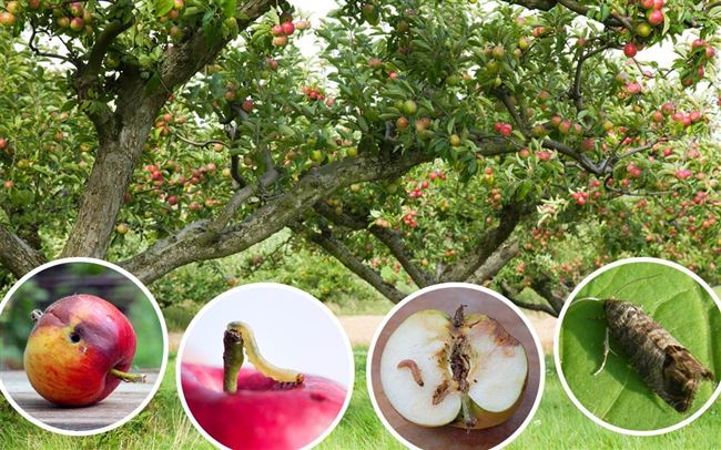 Чем обработать яблоню – профилактика
