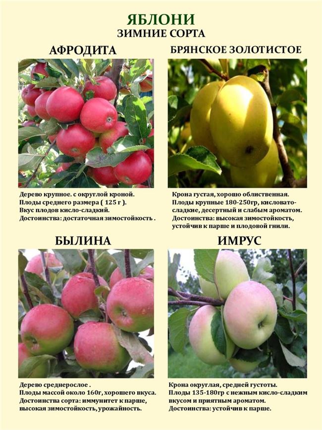 Яблоки: цвет, размер, вес