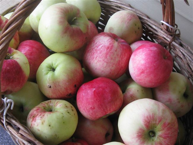Описание сорта яблони Мельба
