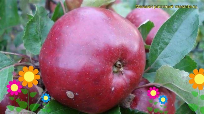 Видео: Инструкция по посадке яблони