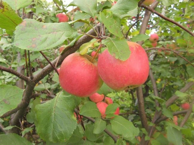 Описание сорта яблони Башкирская красавица