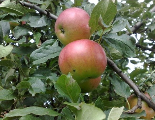 Характеристики яблони Баяна