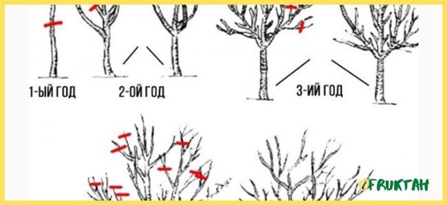 Обрезка и формирование кроны