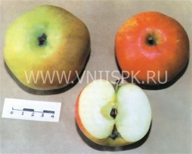 Описание сорта яблони Бузовьязовское