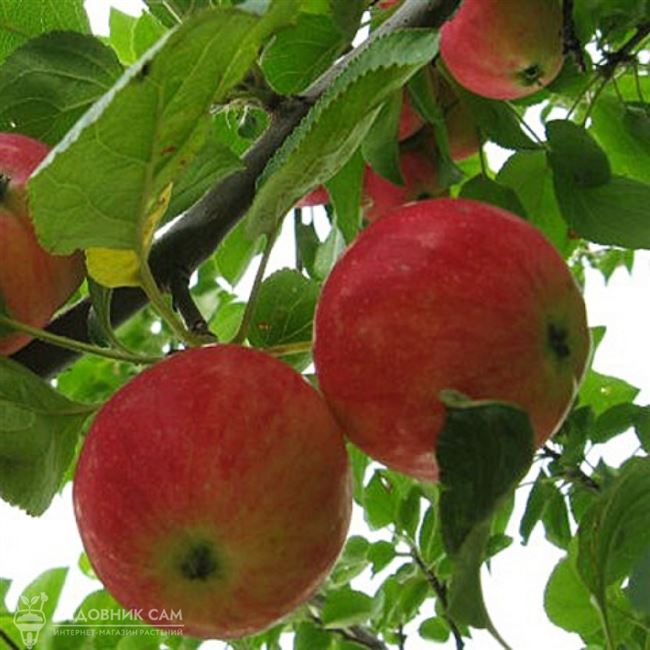 Описание горноалтайской яблони