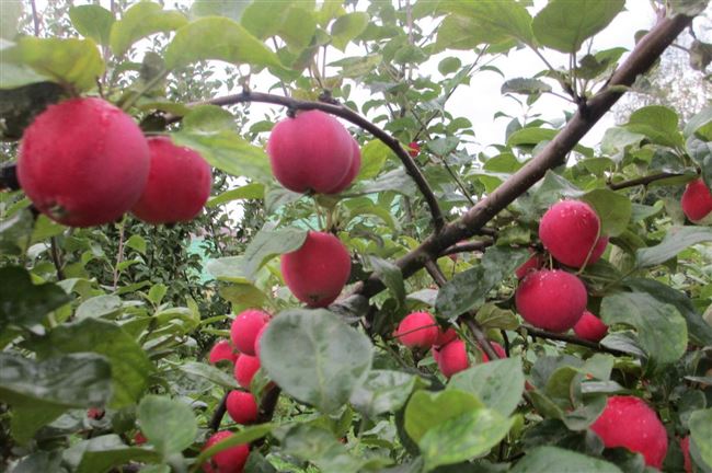Описание сорта яблони Горноалтайская, особенности выращивания и история выведения