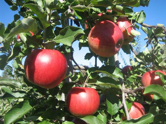 Описание сорта яблони Джонаголд