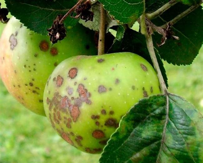 Вирусные болезни яблонь, их признаки и лечение