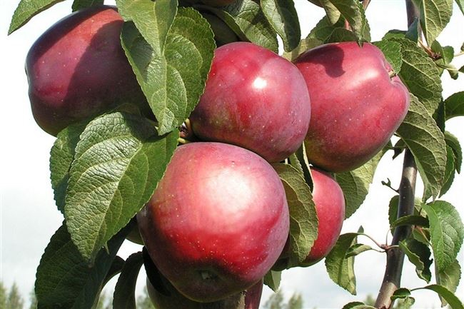 Описание яблони Имант и основные характеристики сорта