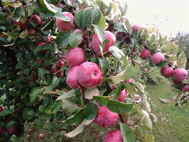 Посадка яблони сорта Имант