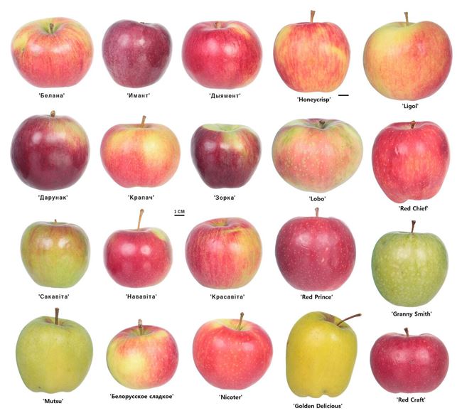 Самые распространенные болезни яблонь