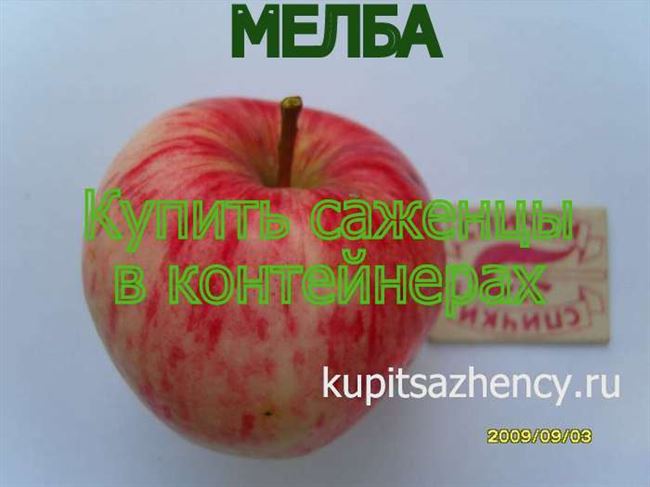 Как обрезать яблоню Мельба