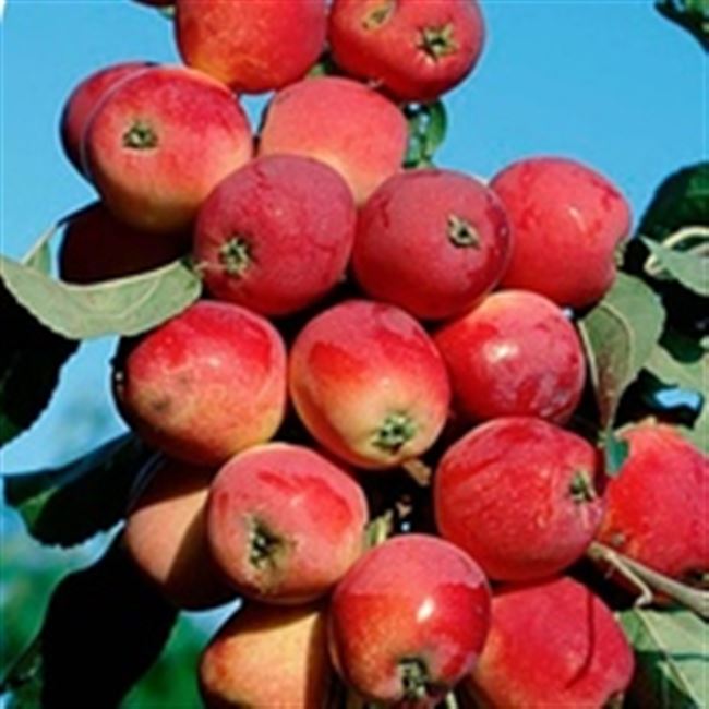 Описание сорта яблони Минусинское десертное (Надежда)