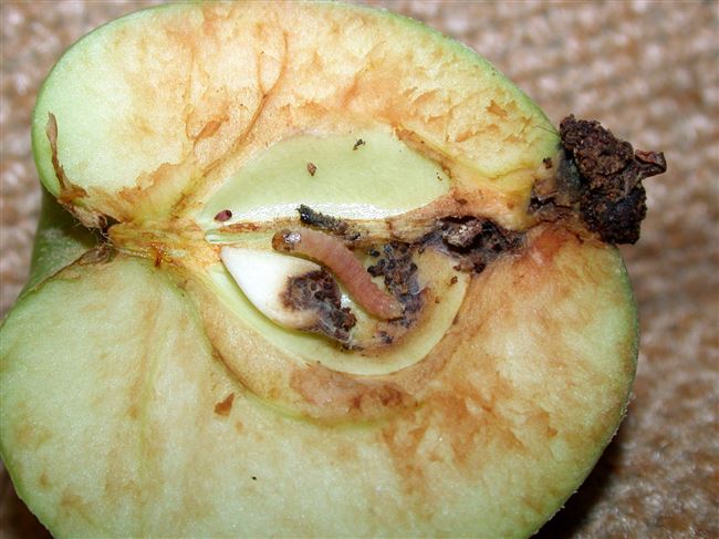 Причины наших неудач в борьбе с яблоневой и сливовой плодожоркой