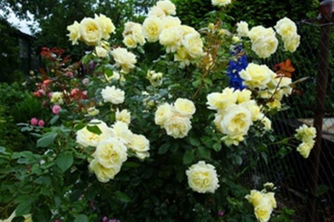 Описание и характеристики сорта розы Эльф