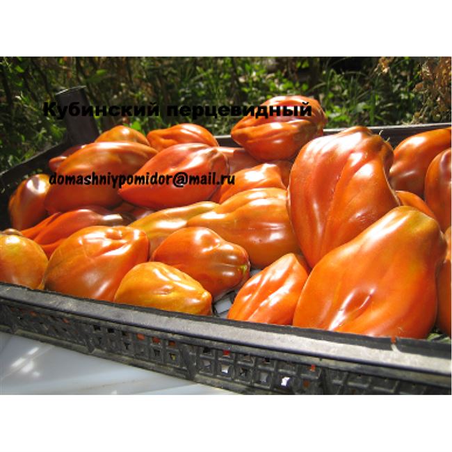 Описание и характеристика сорта томата Кубинский перцевидный, отзывы, фото