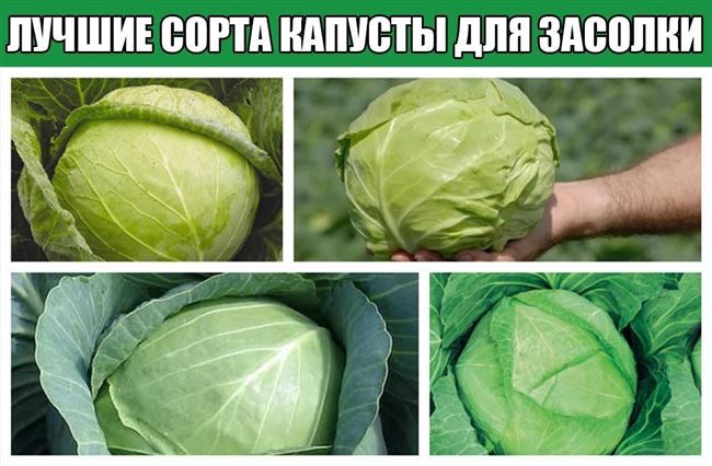 Засолочные сорта капусты для выращивания в Сибири