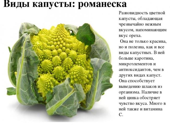 Краткая характеристика овощной культуры