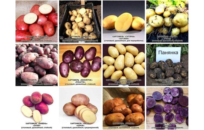 Поздние сорта картофеля, фото и описание