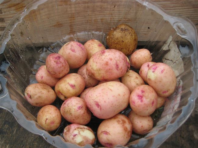 Посадка картошки