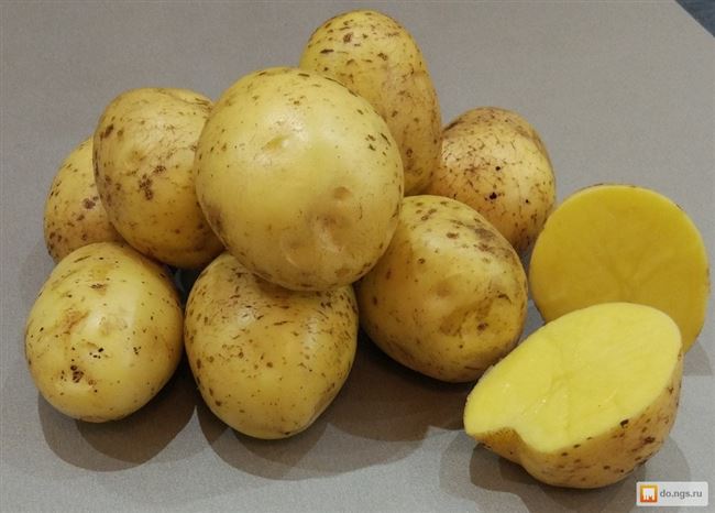 2.Высокоурожайный, неприхотливый в уходе, устойчивый к болезням картофель Гала