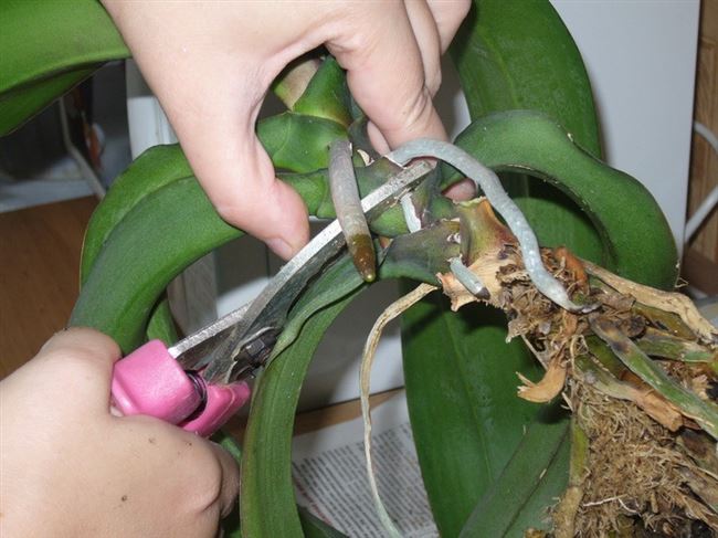 Разделение и размножение орхидеи каттлеи при уходе в домашних условиях