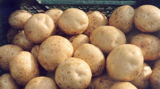 Описание картофеля сорта Барин