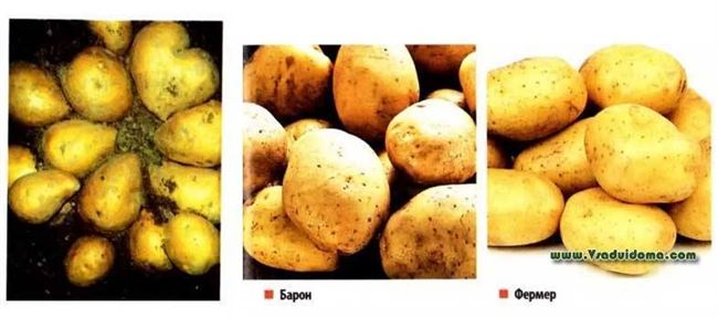 Сорта картофеля Гала и Барон – мои отзывы