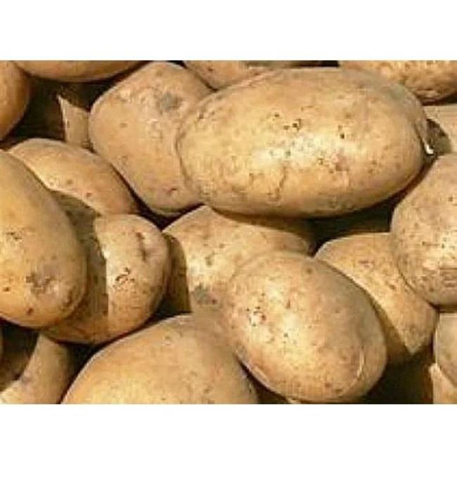 Урожайные сорта картофеля для Северо-запада – описание, характеристики, фото