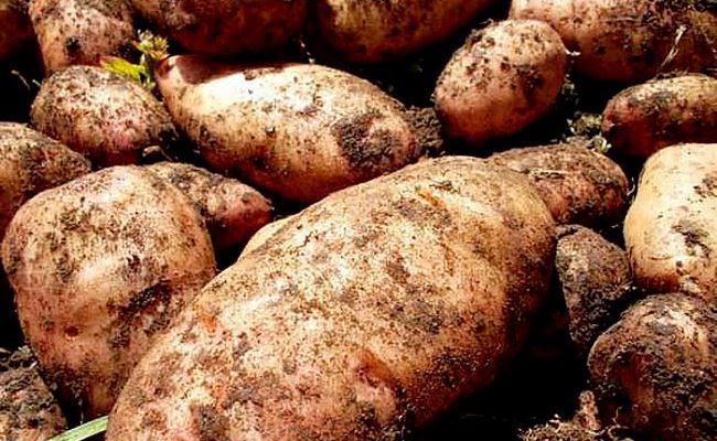 Характеристика сорта картофеля Лапоть
