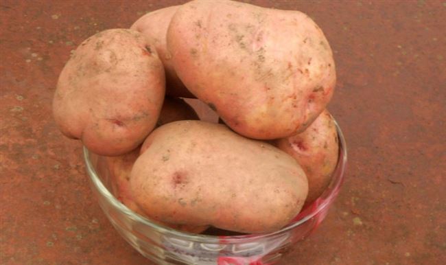 Какие сорта картофеля подходят для Урала