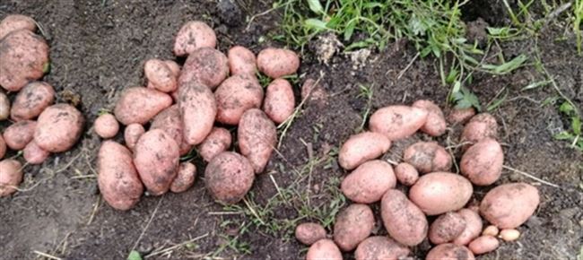 Плюсы и минусы сорта картофеля Ред Леди