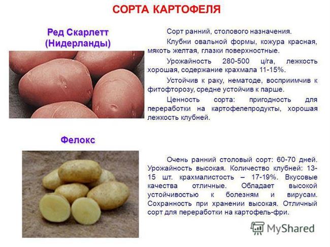Характеристики картофеля Весна
