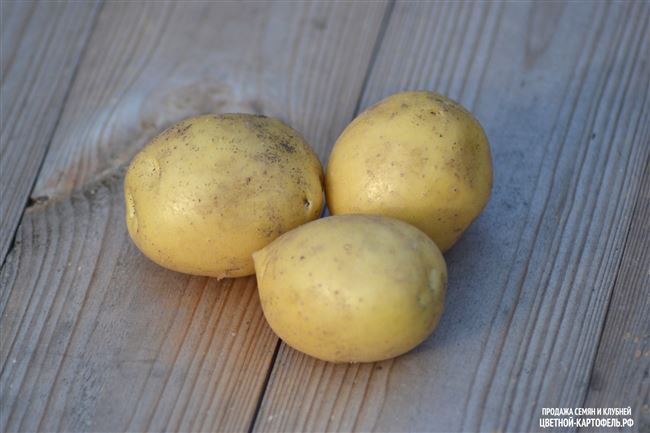 Названия и описание рассыпчатых белых и желтых сортов картофеля