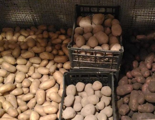 Хранение картофеля в ящиках