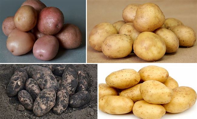 Романо картофель описание. Характеристика и описание