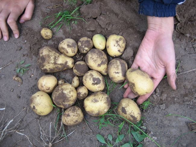 Уход за картофельными кустами