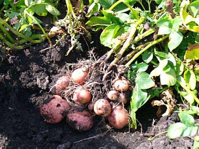 Посадка и выращивание картофеля сорта Браво