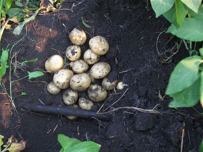 Как ухаживать за картофельными посадками